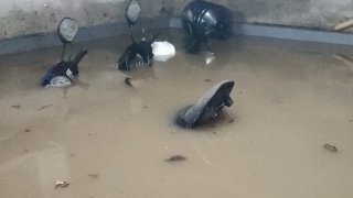 Basement Terdampak Banjir